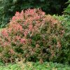 Admiration Japanese Barberry #2 - Image 2